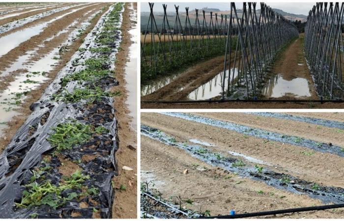 Hailstorm in PSElpidio, blow to agriculture: «90% of crops lost. Massive damage to production and plants”