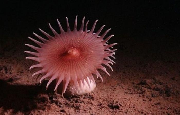 The new species discovered in the ocean depths seem alien – Nature