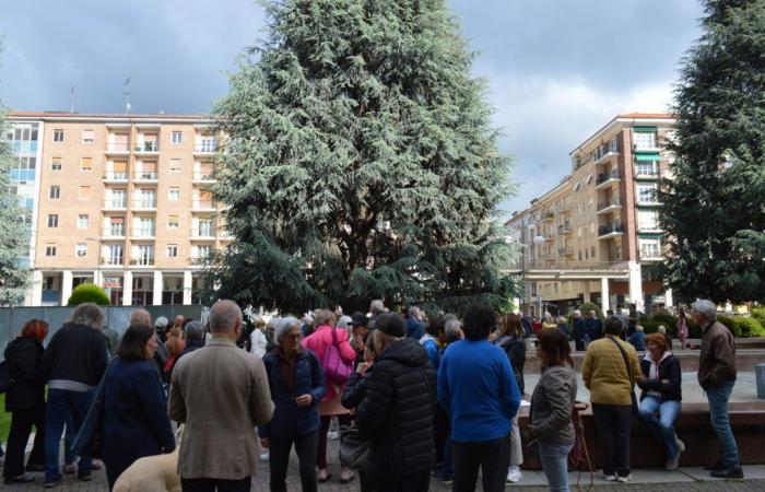 environmentalists and residents take to the streets (Europe) against the felling of monumental plants – Targatocn.it