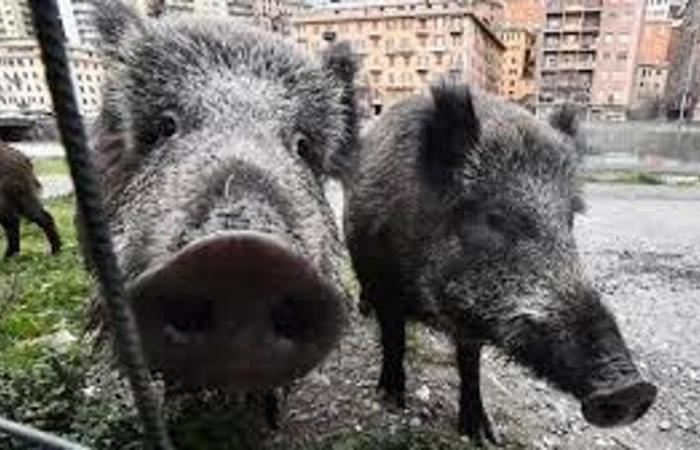Wild boars, Liguria besieged by wild boars, Genoa the province with the highest number of swine fever cases