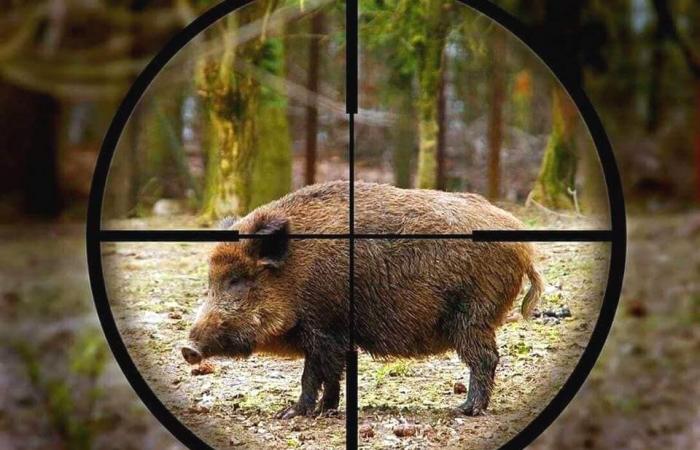 Coldiretti Novara-Vco on wild boars: activate all measures immediately, including extraordinary ones