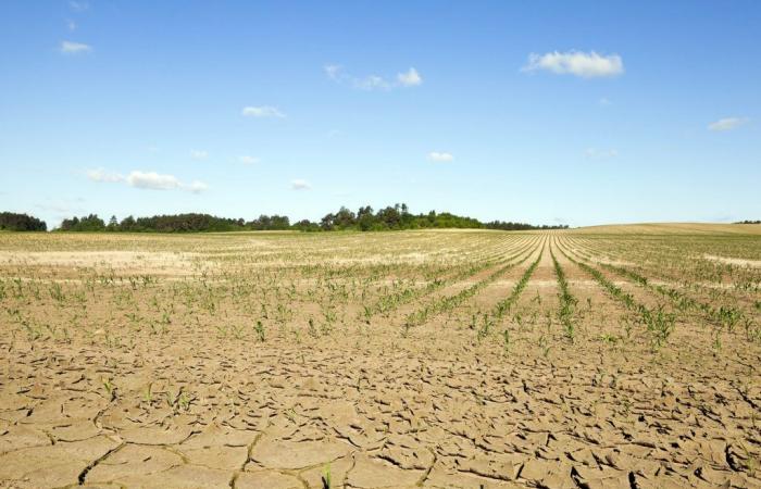 Climate, in Puglia 57% of the surface area is at risk of desertification