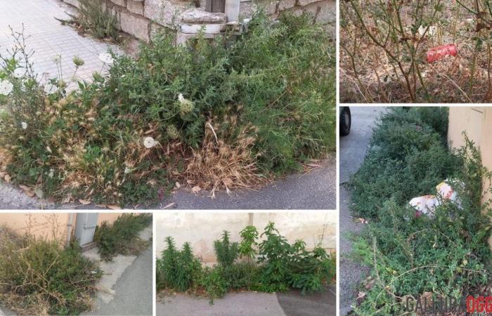 Weeds in Olbia, the appeal of the residents of the Holy Family