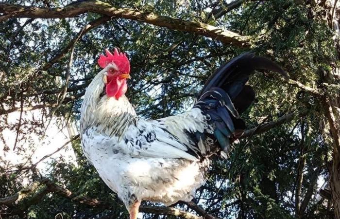 The Copparo rooster is back in the news in La Nuova Ferrara