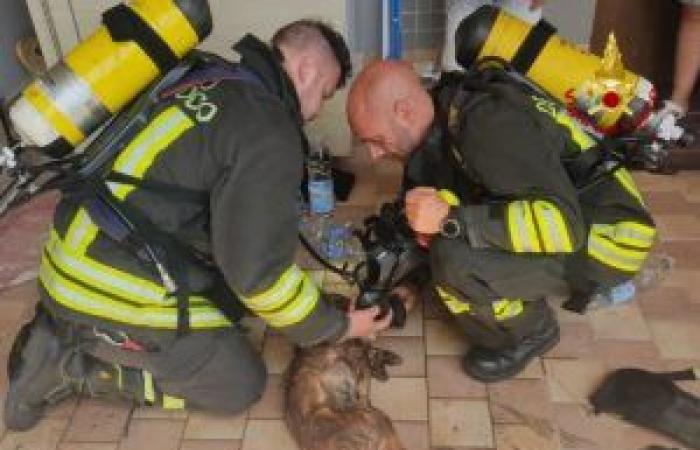 dog saved by firefighters Reggionline -Telereggio – Latest news Reggio Emilia |
