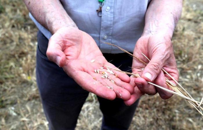 “The wheat crisis in Sicily hands over the territory to multinationals”