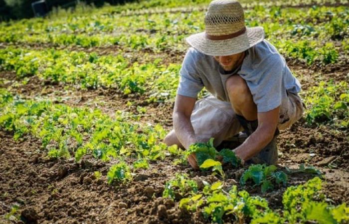 in Puglia and Basilicata work in the fields is prohibited during risky hours