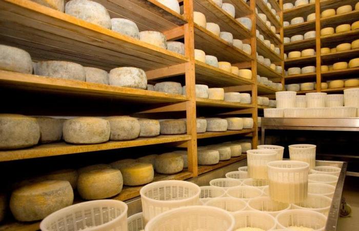 Cheese, Italy is the third largest producer in Europe after Germany and France