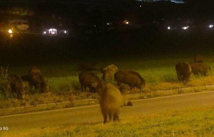 Wolves and wild boars alert in the Marche region, damage increased by 75%. Coldiretti from the Prefect: «The situation is now out of control»