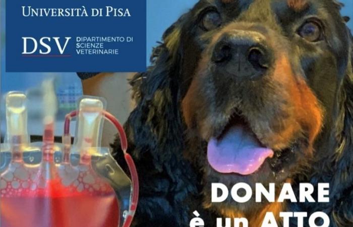 The appeal of the University of Pisa: “Bring your dogs and cats to donate blood”