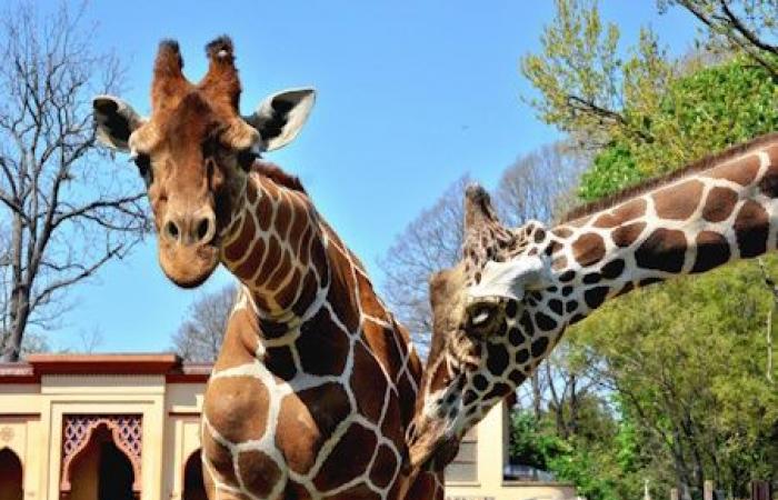 International day dedicated to the giraffe at the Bioparco di Roma – EZ Rome