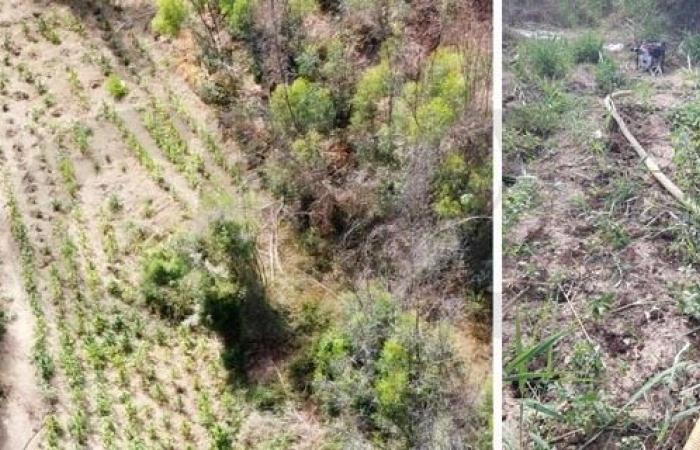 Crotone. Over 500 marijuana plants were discovered and they were grown in Brasimato – Eco della Locride