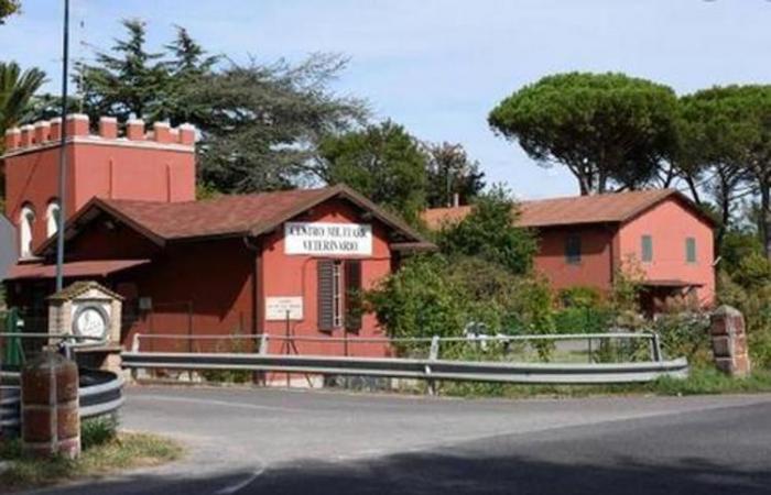 The future of the horse breeding of the Military Veterinary Center of Grosseto: the fight to maintain the structure in the territory