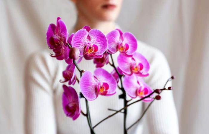 The most beautiful orchids in the world on display on Lake Como