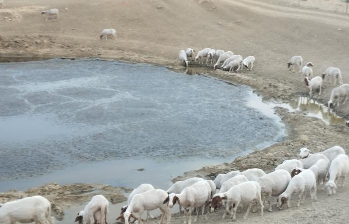 “The goats are forced to drink mud, they are dying of thirst due to the drought in Sicily”
