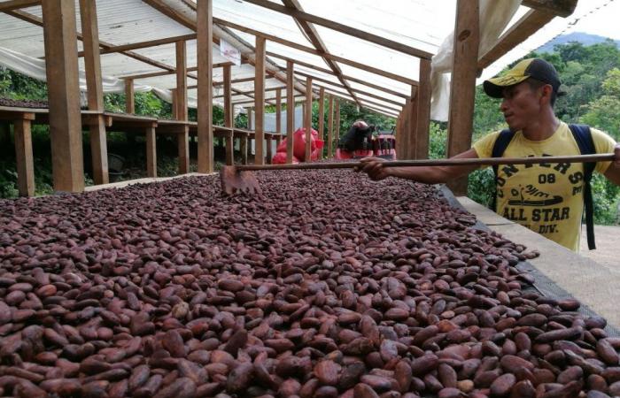 How Are Chocolate Producers Reacting to the Sharp Rise in Cocoa Prices?