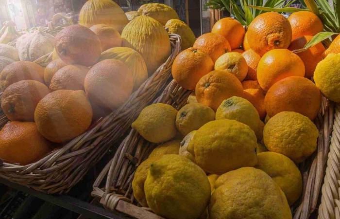 uncertain future for citrus fruits, olive oil and Italian durum wheat