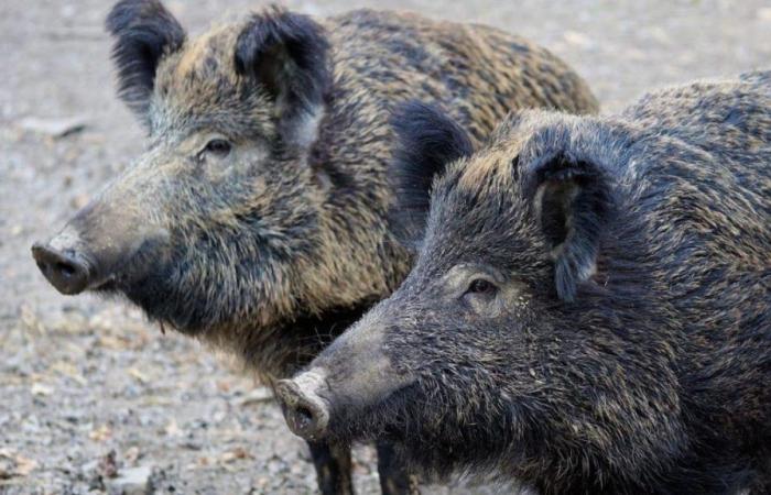 Coldiretti Marche, wild boars: “The text was modified in the regional council well but an extraordinary culling plan is needed” – picenotime