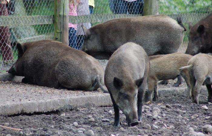 Fdi Lombardia: wild boar crisis resulting from underestimation of the environmentalist left