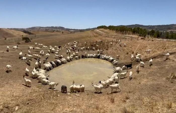 “The goats are forced to drink mud, they are dying of thirst due to the drought in Sicily”