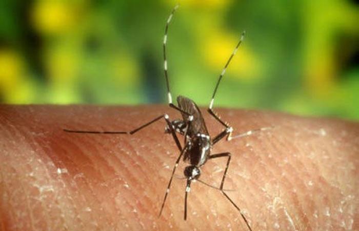 Lamezia, disinfestation service and prevention campaign against mosquitoes begins in the city: the dates of the interventions