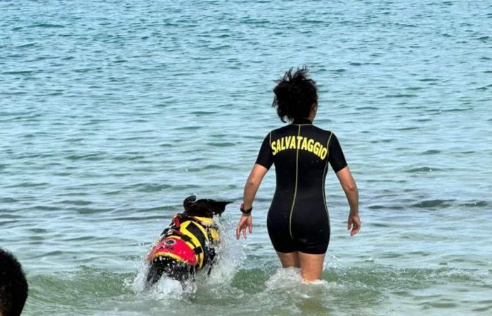 Crotone: Rescue dogs on the city beaches