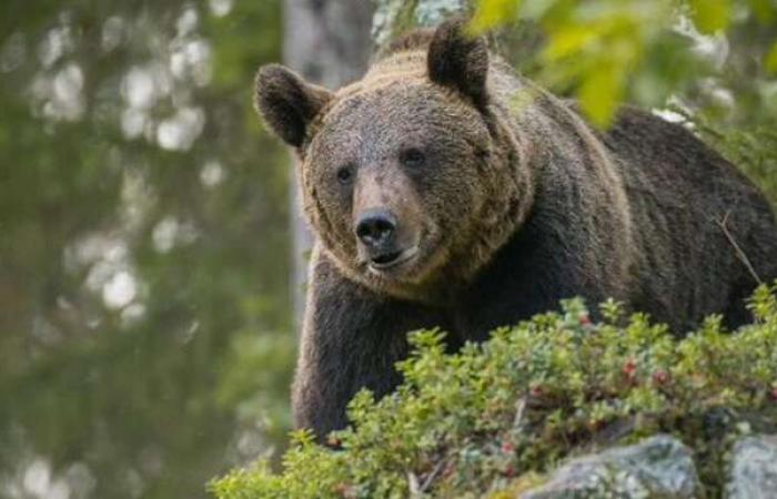 Schuler: “regulating the bear population is essential”, up to eight specimens could be killed – News