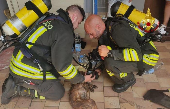 dog saved by firefighters. VIDEO Reggionline -Telereggio – Latest news Reggio Emilia |