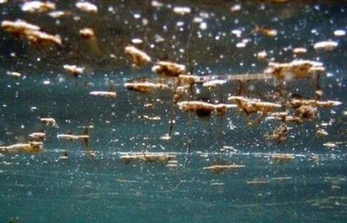 Slight presence of toxic algae in the waters of Molfetta: it has been detected