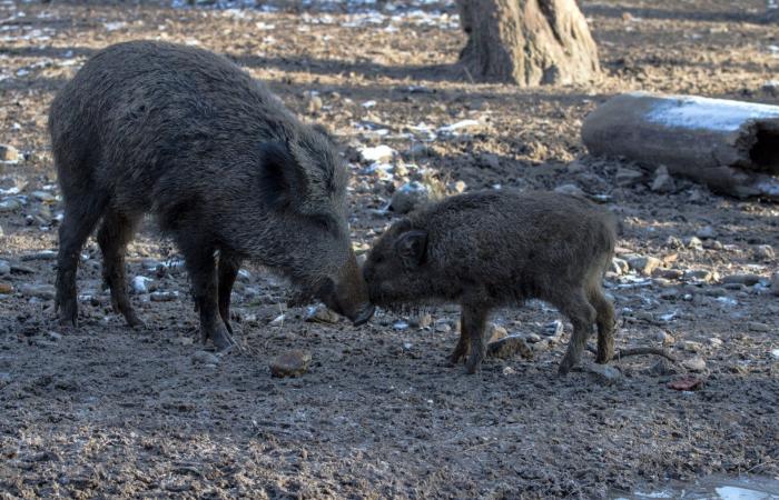 Wild boars, SOS campaigns: millions of euros in damage to agriculture between attacks and raids