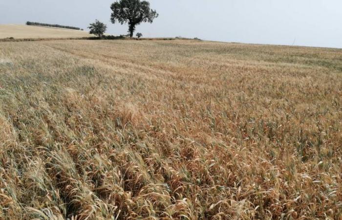 Agriculture crisis, in Basilicata “close to the point of no return”