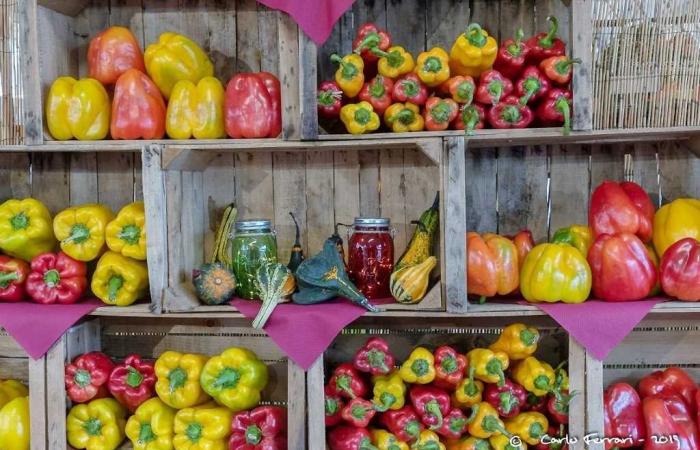 PIEDMONT | Carmagnola National Pepper Fair 2024: an explosion of flavours, culture and tradition