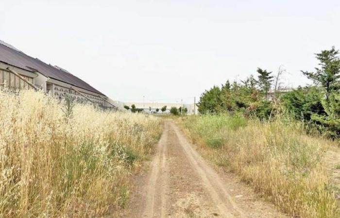 New cemetery… among mosquitoes, insects and tall grass