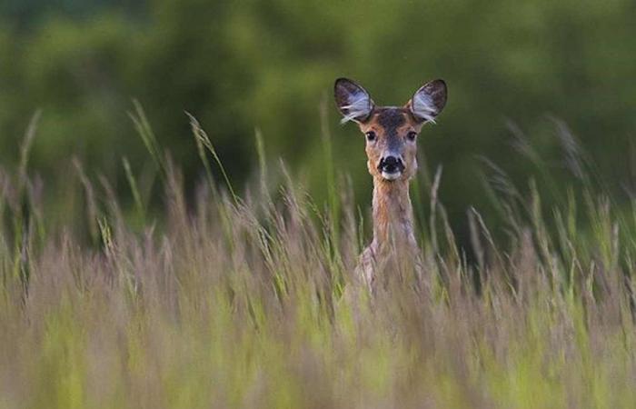 Stop the slaughter of roe deer in the Asti area: the extraordinary plan for culling has been definitively suspended