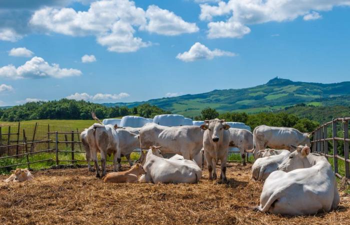Tuscany, 3 million euros arriving for animal welfare – Economy and politics