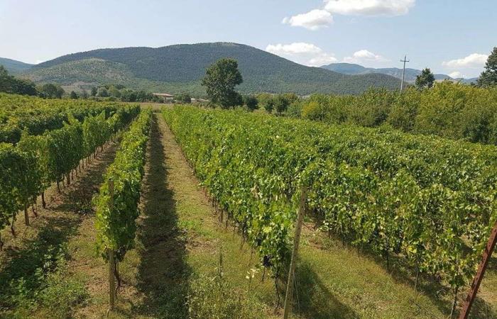 Visits to vineyards resistant to powdery mildew and downy mildew in Basilicata