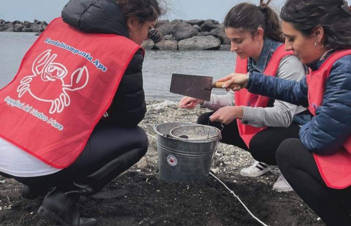Fondali Campania’s dream: cleaning up the Gulf of Naples from microplastics | Changing Naples