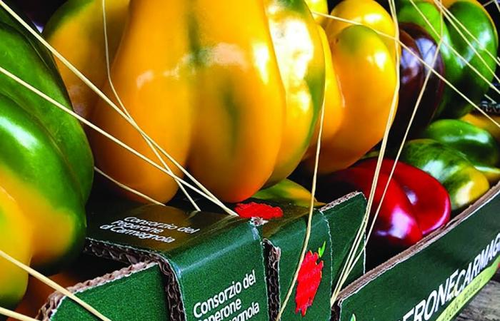 PIEDMONT | Carmagnola National Pepper Fair 2024: an explosion of flavours, culture and tradition