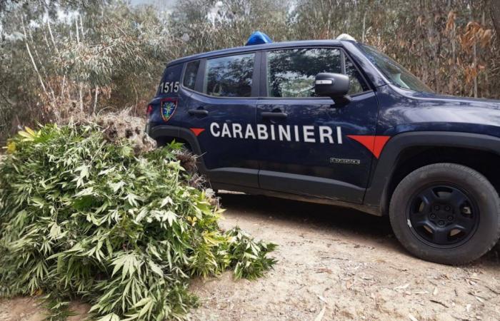 Cultivation of over 500 marijuana plants discovered by the Crotone Carabinieri