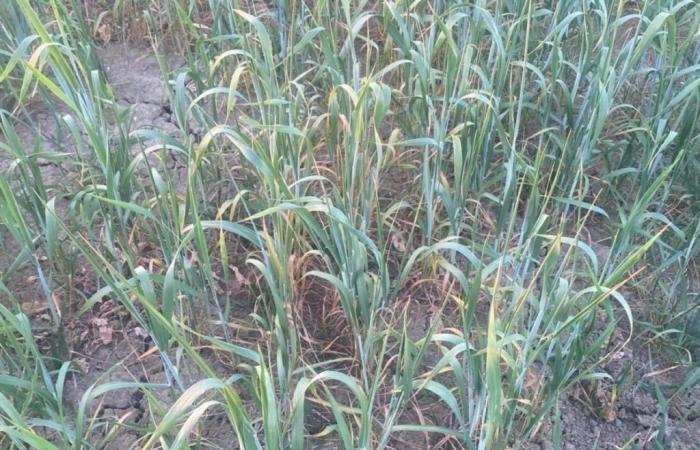 Durum wheat, the collapse of the price in Foggia triggers the reaction of farmers – Economy and politics