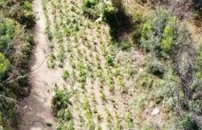 Maxi drug plantation discovered in Calabria. That’s where