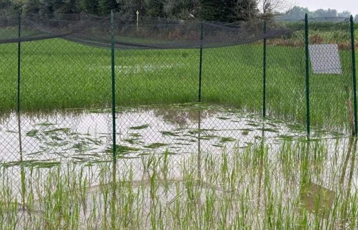 The Pavia paradox. “Ecoterrorists” destroy a modified rice field that is supposed to reduce pesticide use