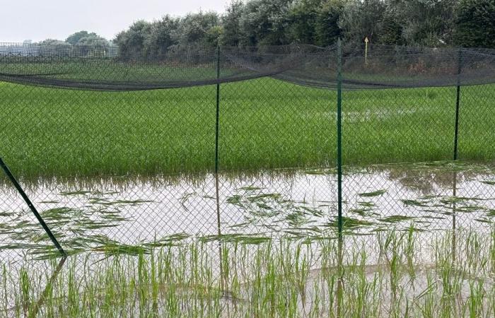 The first experimental “Tea” rice field in Lomellina destroyed: “Criminal act”