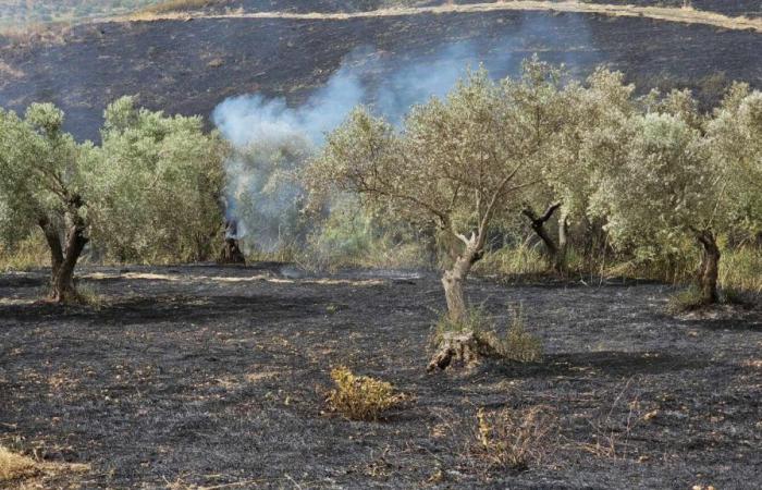 Agrigento. Large fire of probable arson nature: extensive damage