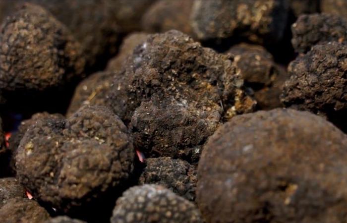 Truffle identity product. Confagricoltura Umbria: «It must be protected»
