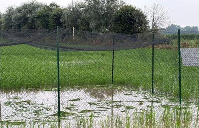 An experimental rice cultivation in the province of Pavia was destroyed