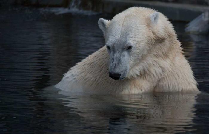 Polar bears in danger: “At this rate they are destined to disappear”