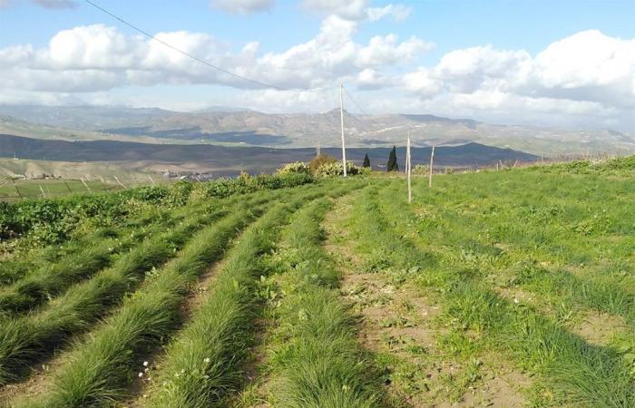 Red gold of Sicily, the cooperative that reintroduced Enna saffron | Changing Sicily