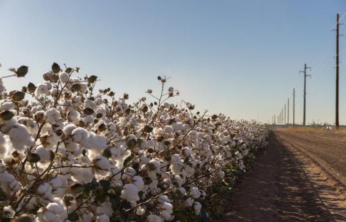 ICE cotton futures tumble amid stronger dollar index and cautious trading