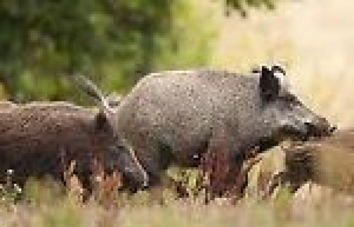 Boar emergency, here’s what to do